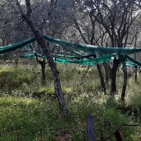 Olive Mill In The Heart Of Appartement *